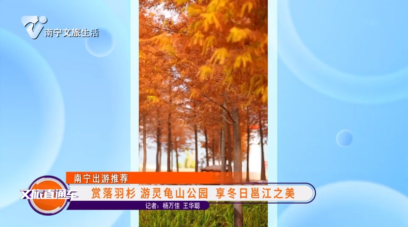 【南宁出游推荐】赏落羽杉 游灵龟山公园 享冬日邕江之美