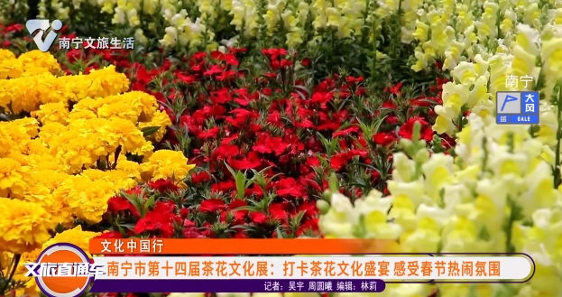 【文化中国行】南宁市第十四届茶花文化展：打卡茶花文化盛宴 感受春节热闹氛围