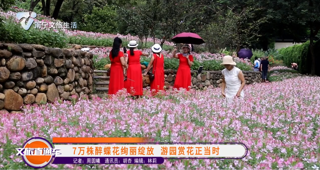 7万株醉蝶花绚丽绽放 游园赏花正当时