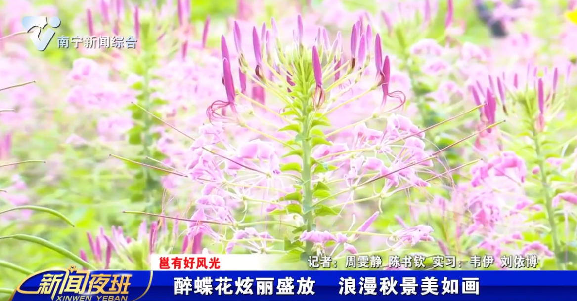 【邕有好风光】醉蝶花炫丽盛放 浪漫秋景美如画