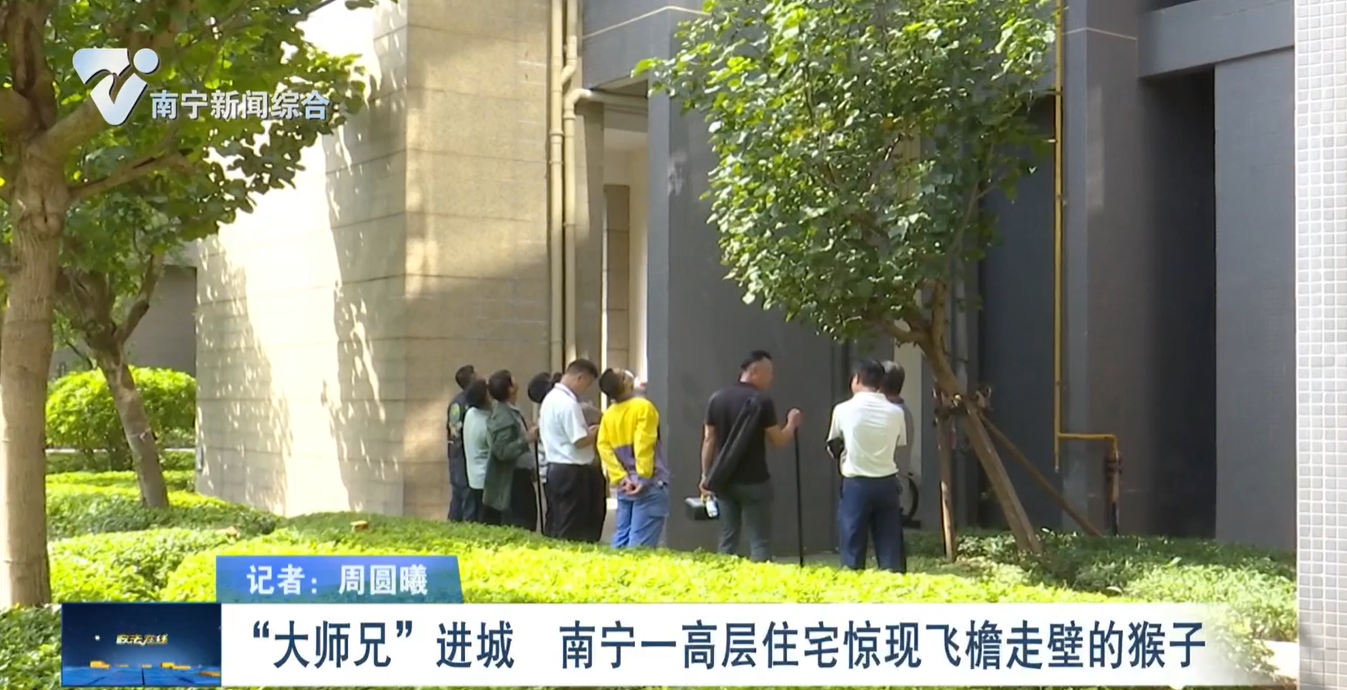 “大師兄”進(jìn)城    南寧一高層住宅驚現(xiàn)飛檐走壁的猴子 