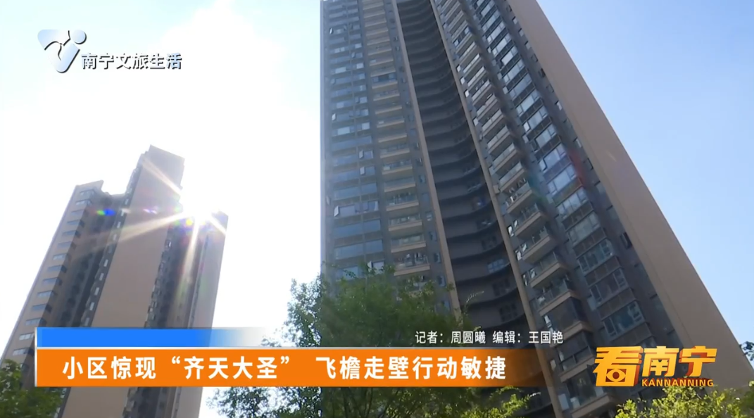 小区惊现“齐天大圣” 飞檐走壁行动敏捷