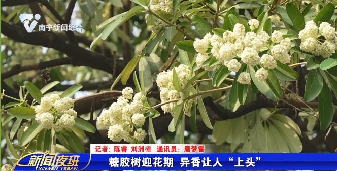糖胶树迎花期 异香让人“上头”