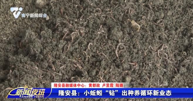 隆安县：小蚯蚓“钻”出种养循环新业态