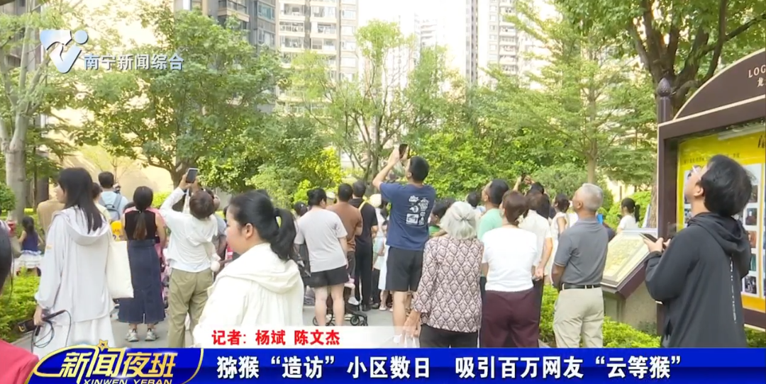 猕猴“造访”小区数日  吸引百万网友“云等猴” 