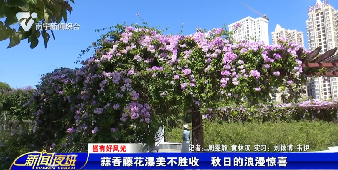 【邕有好风光】蒜香藤花瀑美不胜收  秋日的浪漫惊喜