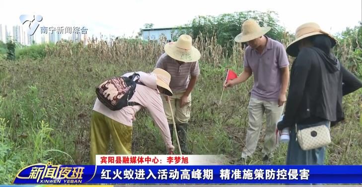 红火蚁进入活动高峰期 精准施策防控侵害