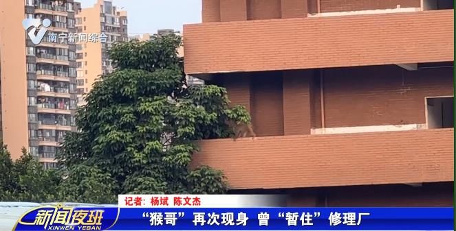 “猴哥”再次现身 曾“暂住”修理厂