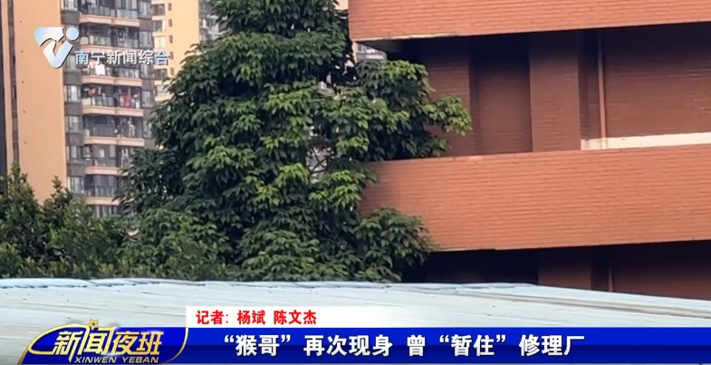 “猴哥”再次现身 曾“暂住”修理厂