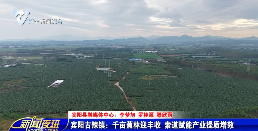 宾阳古辣镇：千亩蕉林迎丰收 索道赋能产业提质增效