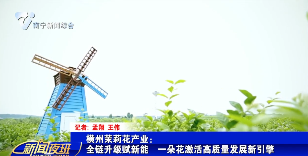 横州茉莉花产业：全链升级赋新能  一朵花激活高质量发展新引擎  