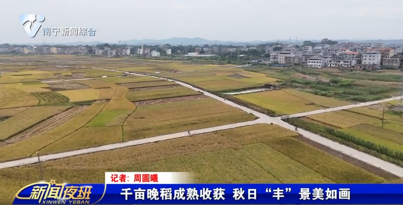 千亩晚稻成熟收获 秋日“丰”景美如画  