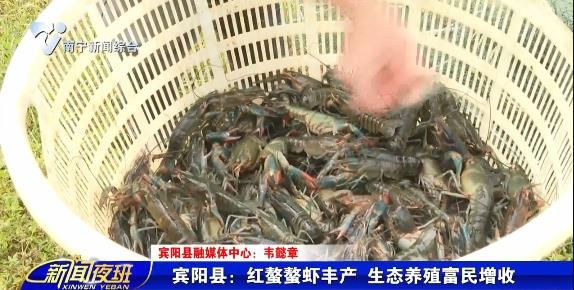 宾阳县：红螯螯虾丰产 生态养殖富民增收