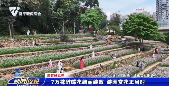 【邕有好风光】7万株醉蝶花绚丽绽放 游园赏花正当时 