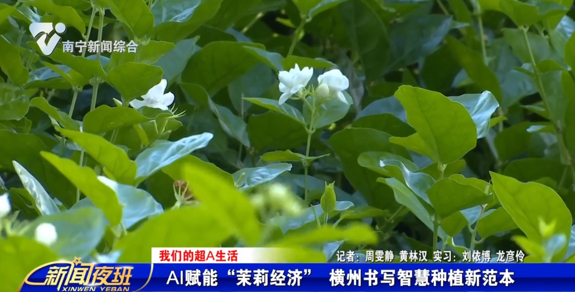 【我们的超A生活】AI赋能“茉莉经济” 横州书写智慧种植新范本