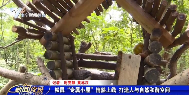 松鼠“专属小屋”悄然上线 打造人与自然和谐空间