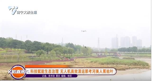 科技赋能生态治理 无人机高效清运那考河美人蕉枯叶