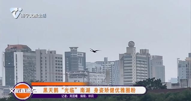 黑天鹅“光临”南湖 身姿矫健优雅圈粉