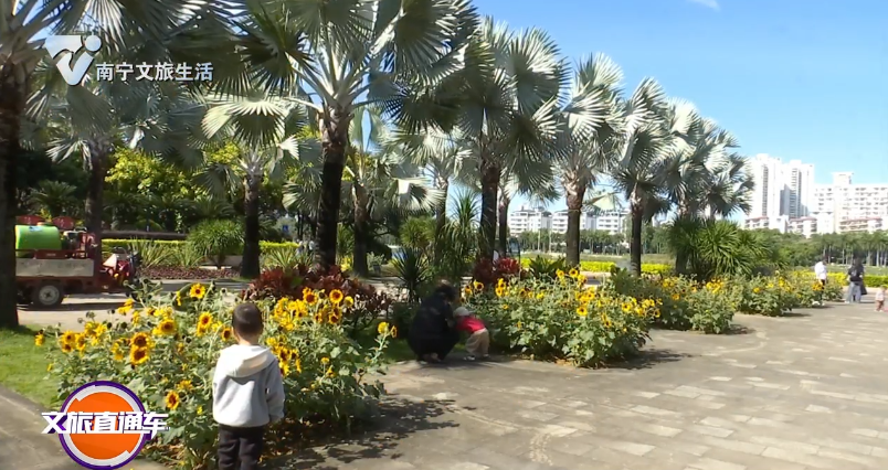 【邕有好风光】向日葵灿烂盛放 拍照姿势学起来