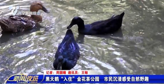 黑天鹅“入住”金花茶公园  市民沉浸感受自然野趣
