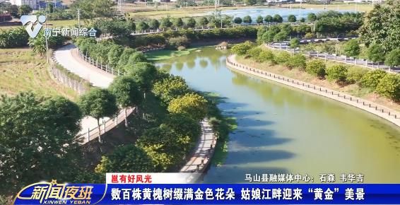 【邕有好风光】数百株黄槐树缀满金色花朵 姑娘江畔迎来“黄金”美景