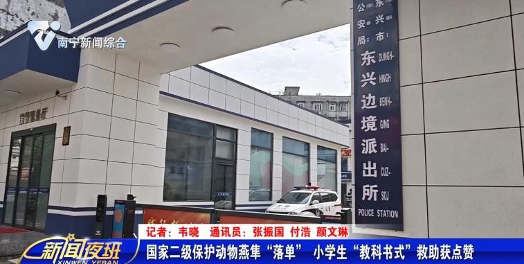 国家二级保护动物燕隼“落单” 小学生“教科书式”救助获点赞 