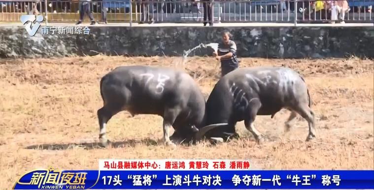 17头“猛将”上演斗牛对决  争夺新一代“牛王”称号 