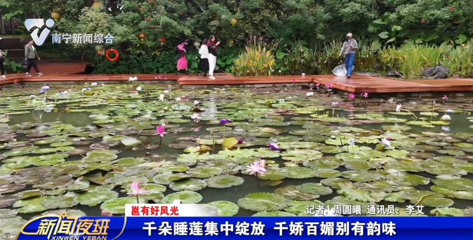 【邕有好风光】千朵睡莲集中绽放 千娇百媚别有韵味