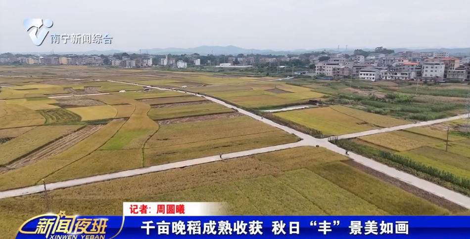 千亩晚稻成熟收获 秋日“丰”景美如画