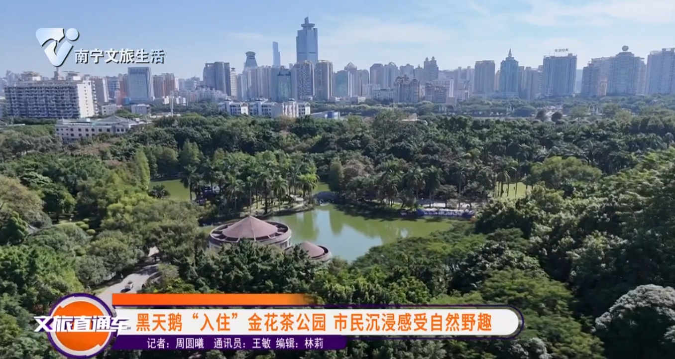黑天鹅“入住”金花茶公园 市民沉浸感受自然野趣