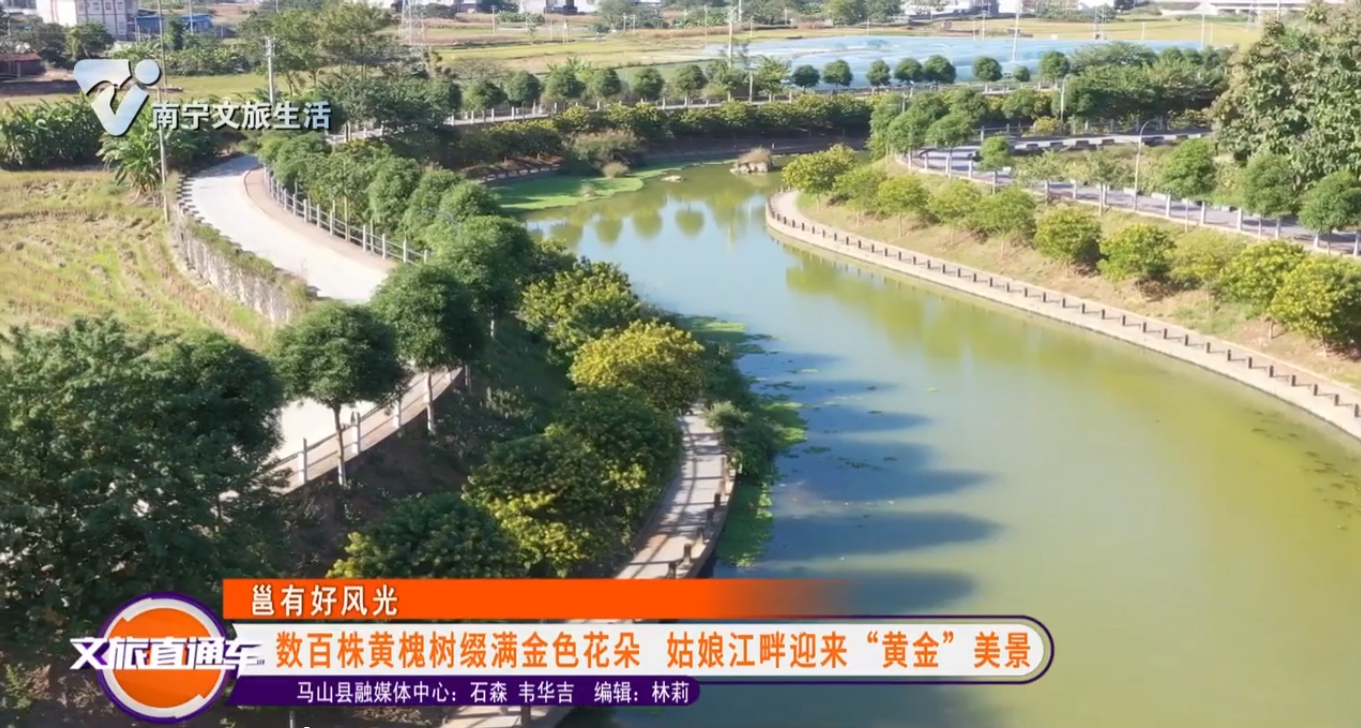 【邕有好风光】数百株黄槐树缀满金色花朵 姑娘江畔迎来“黄金”美景