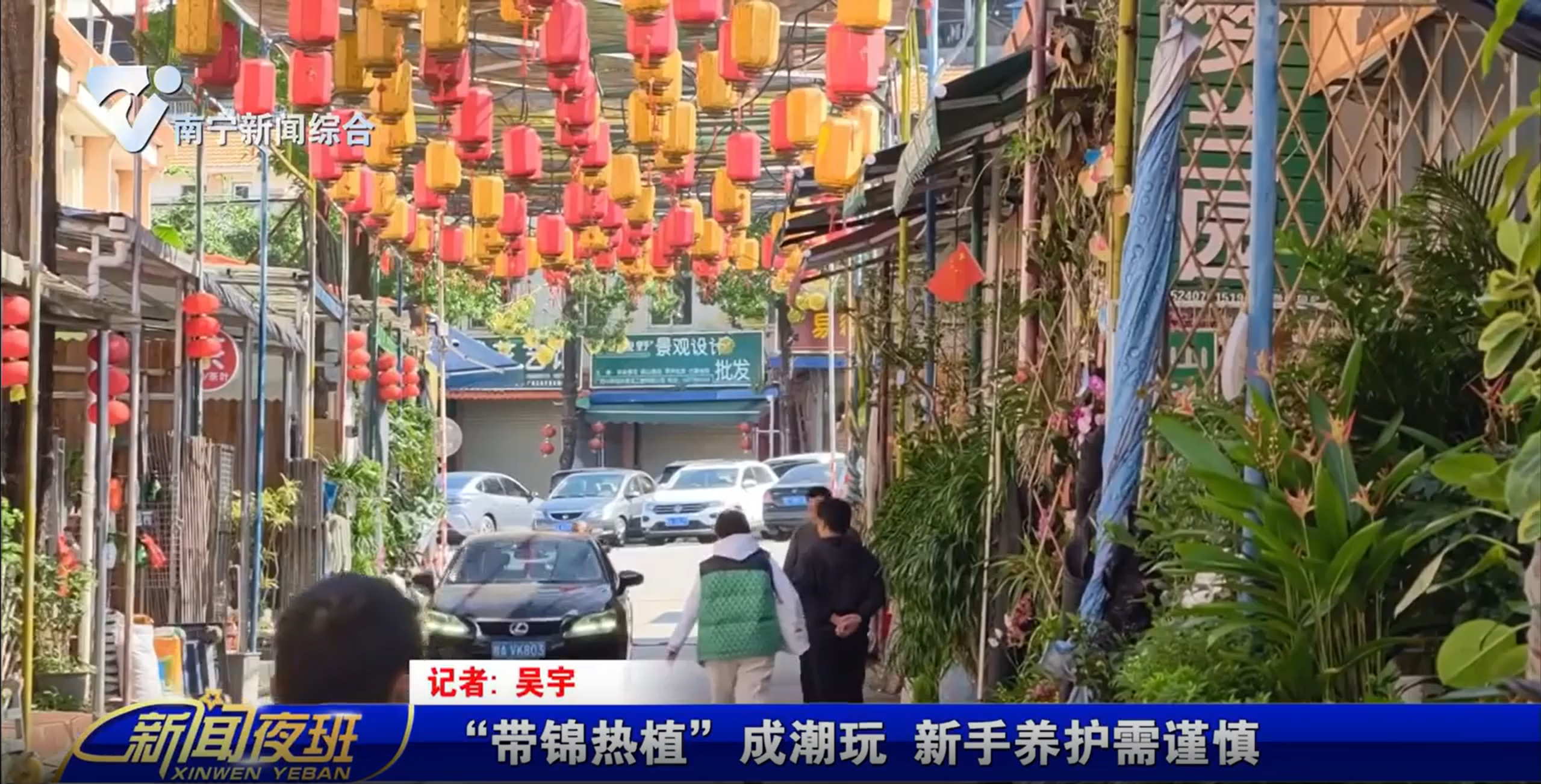 “带锦热植”成潮玩 新手养护需谨慎