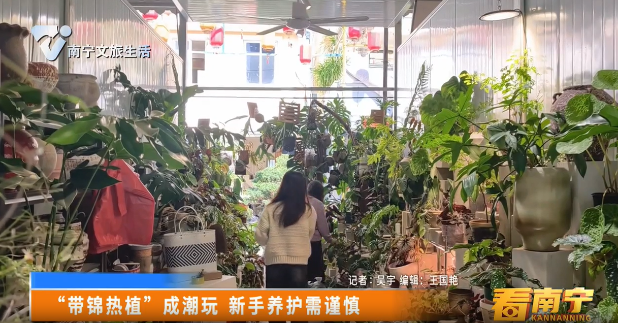 “带锦热植”成潮玩 新手养护需谨慎