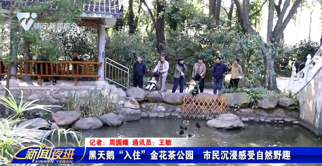 黑天鹅“入住”金花茶公园 市民沉浸感受自然野趣 