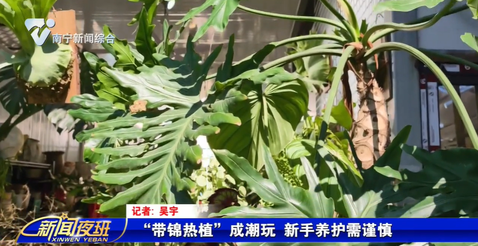 “带锦热植”成潮玩 新手养护需谨慎 