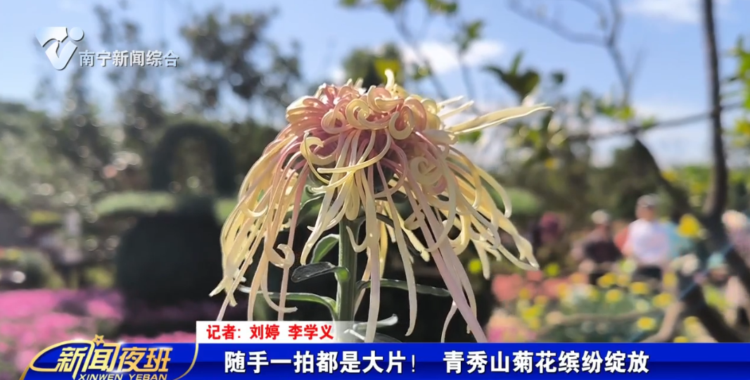 随手一拍都是大片！ 青秀山菊花缤纷绽放 