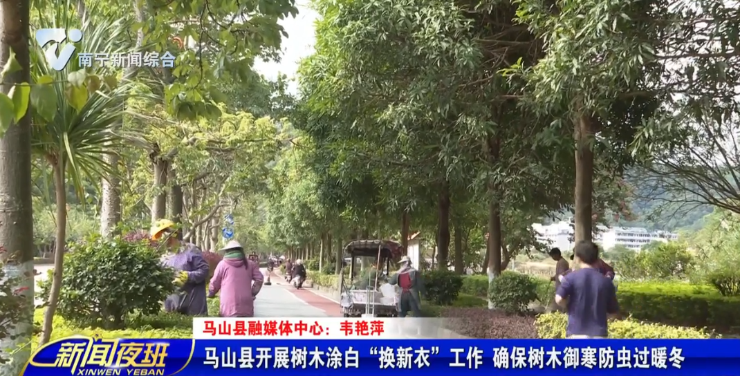 马山县开展树木涂白“换新衣”工作 确保树木御寒防虫过暖冬