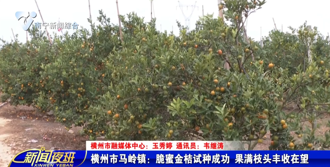横州市马岭镇：脆蜜金桔试种成功  果满枝头丰收在望 