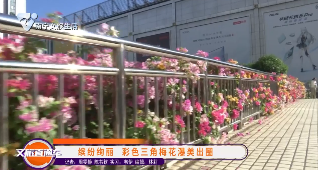 缤纷绚丽 彩色三角梅花瀑美出圈