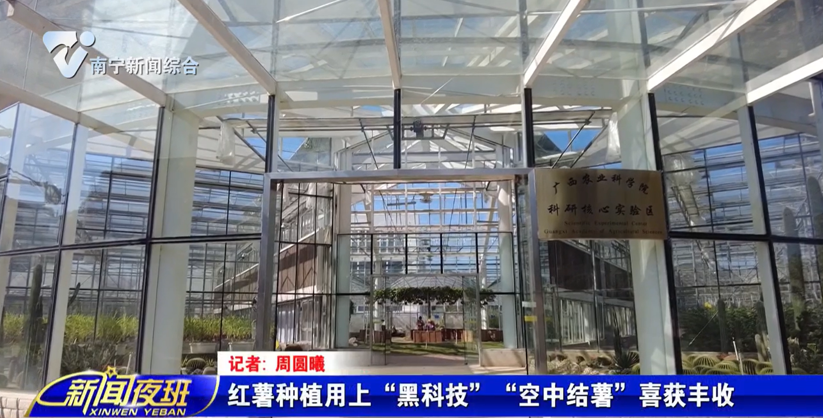 红薯种植用上“黑科技”“空中结薯”喜获丰收