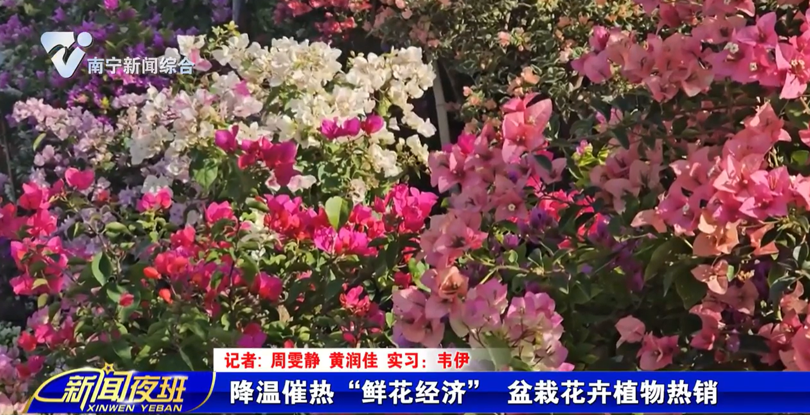 降温催热“鲜花经济” 盆栽花卉植物热销