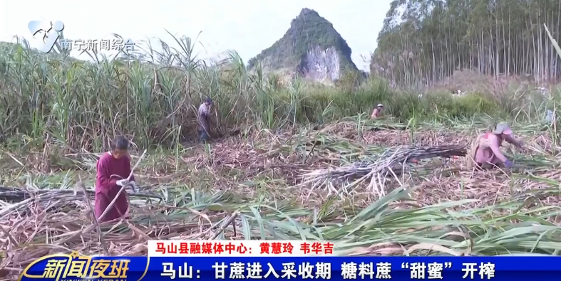 马山：甘蔗进入采收期 糖料蔗“甜蜜”开榨