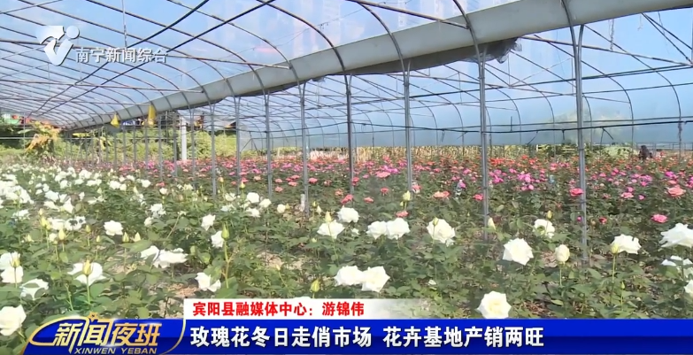 玫瑰花冬日走俏市场 花卉基地产销两旺