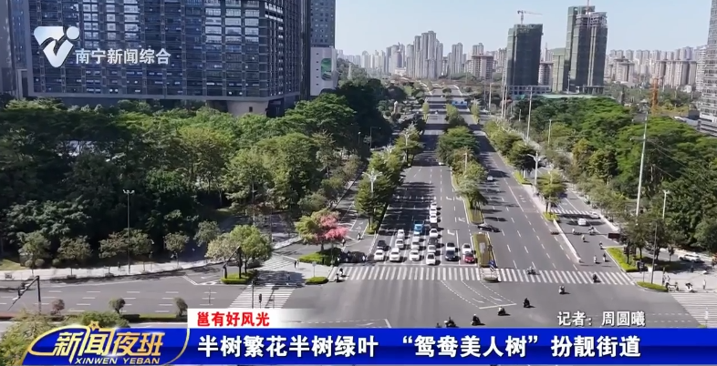 【邕有好风光】半树繁花半树绿叶 “鸳鸯美人树”扮靓街道