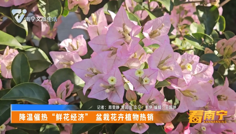 降温催热“鲜花经济” 盆栽花卉植物热销