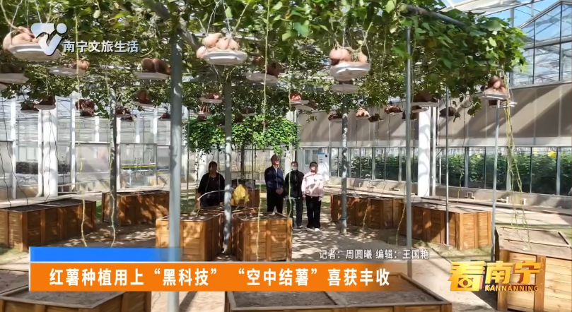 红薯种植用上“黑科技” “空中结薯”喜获丰收