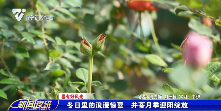 【邕有好风光】冬日里的浪漫惊喜  并蒂月季迎阳绽放  