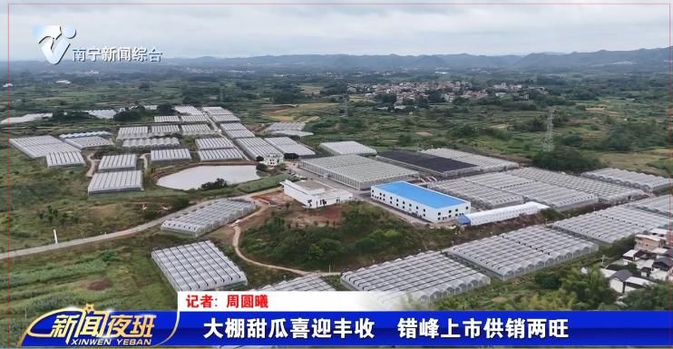 大棚甜瓜喜迎丰收  错峰上市供销两旺