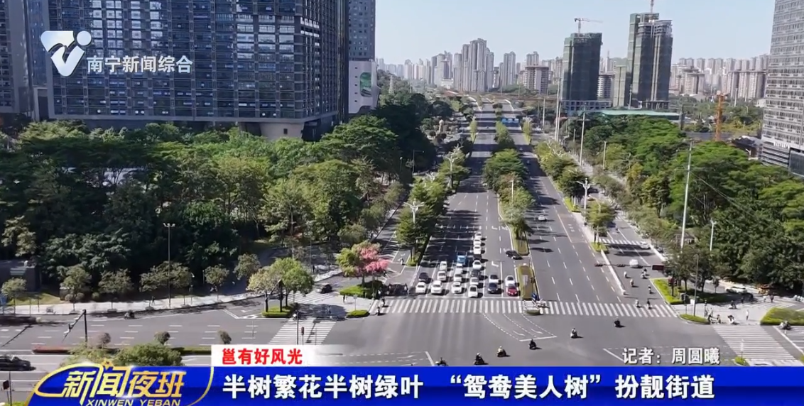 【邕有好風光】半樹繁花半樹綠葉 “鴛鴦美人樹”扮靚街道 