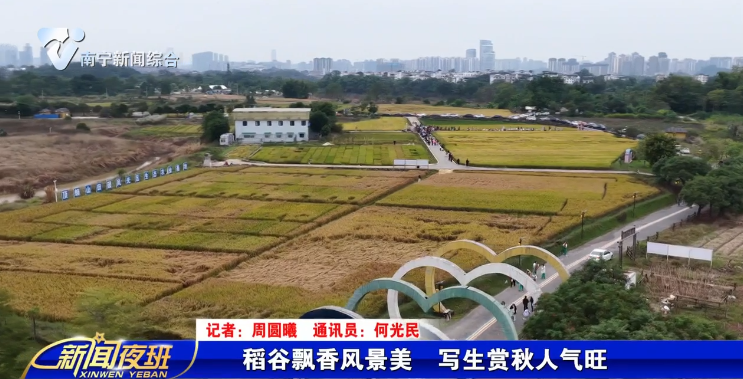 稻谷飘香风景美  写生赏秋人气旺